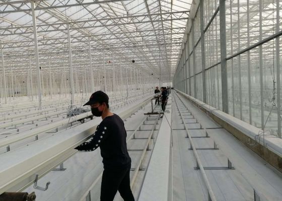 کاشت انبوه گلخانه شیشه ای دامن ونلو گوجه فرنگی گالوانیزه گرم