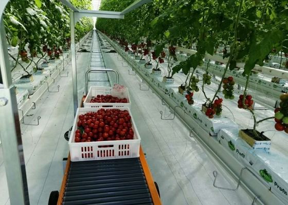 کاشت انبوه گلخانه شیشه ای دامن ونلو گوجه فرنگی گالوانیزه گرم