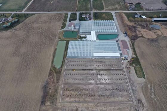 گلخانه شیشه ای گردشگری ونلو - گلخانه کشت سبزیجات در مقیاس بزرگ