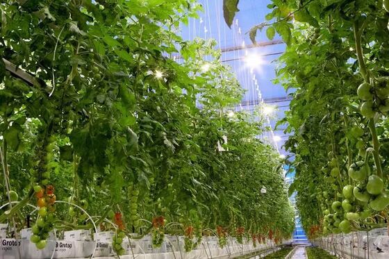 گلخانه شیشه ای گردشگری ونلو - گلخانه کشت سبزیجات در مقیاس بزرگ