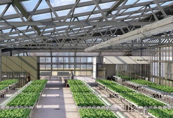 گلخانه ای از پلی اتیلن برای پرورش گل های با کیفیت بالا