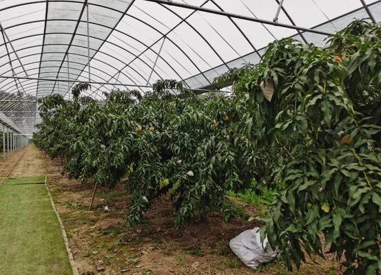 گلخانه ی شیشه ای گردشگری ونلو - گلخانه ی کشت میوه در مقیاس بزرگ