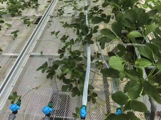 گلخانه کشت میوه، گلخانه شیشه ای بزرگ Woonloos